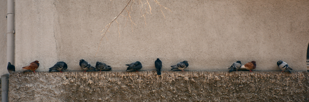 Cómo controlar una plaga de aves