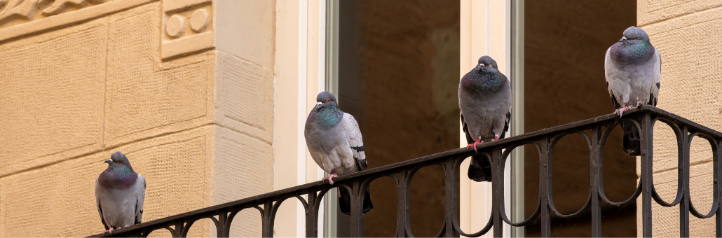 Cómo evitar palomas en tu ventana