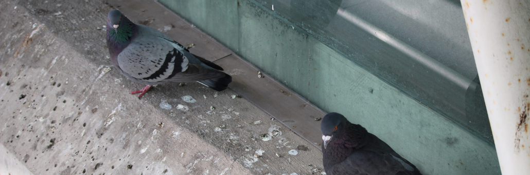 Que hacer con las palomas