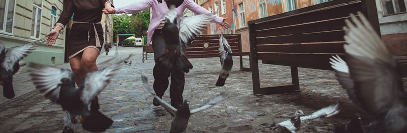 No alimente a las palomas en su ciudad