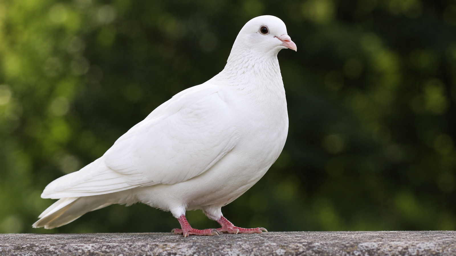 Tipos de palomas blancas