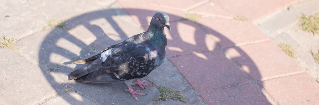 Repelente para palomas casero