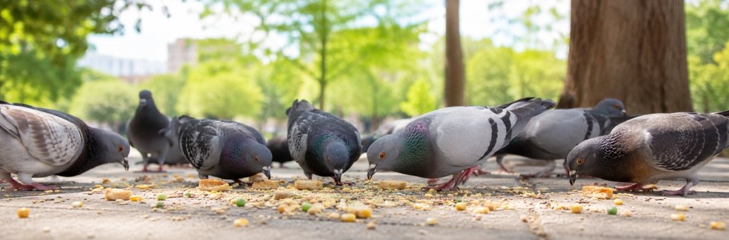 Qué comen las palomas