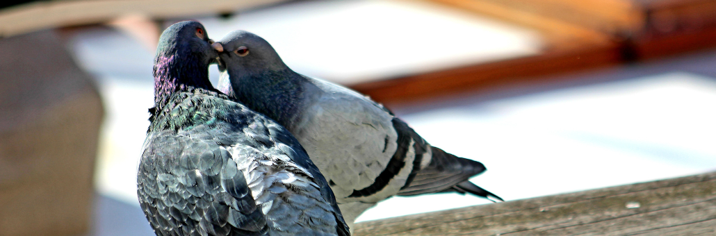 Repelente para palomas casero